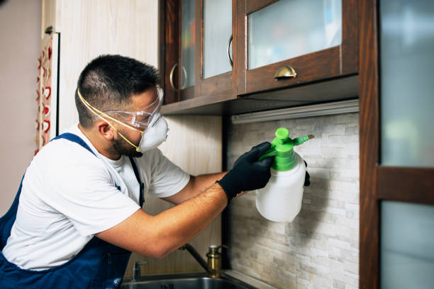Flea Control Services in Bonsall, CA