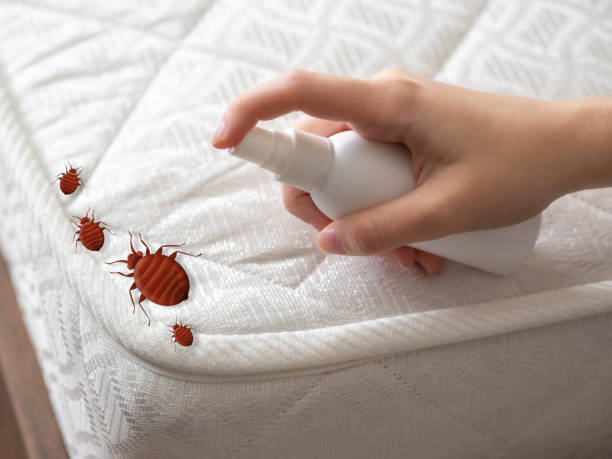 Professional Pest Control in Bonsall, CA