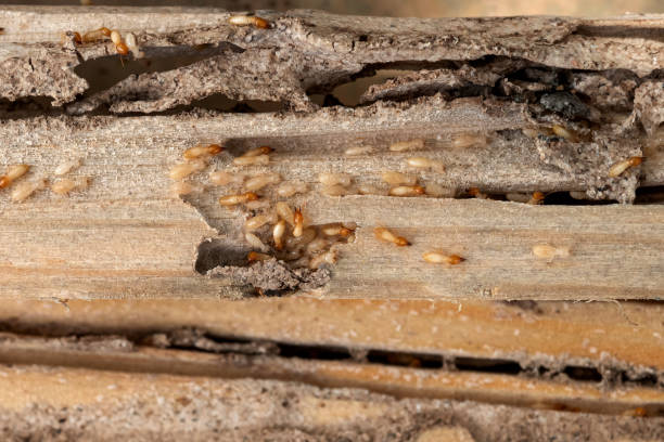Best Pest Control Near Me  in Bonsall, CA